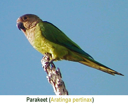 Parakeet annot.jpg