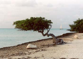 aruba 2005 divi divi tree at dusk